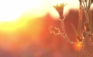 Momentos de Paz – Flores e Insetos