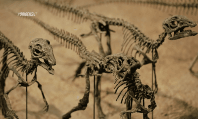 O mistério dos dinossauros: Dinossauros 1