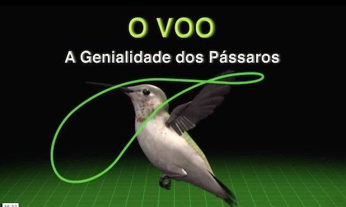 O Voo - A Genialidade dos Pássaros